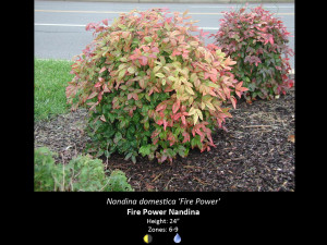 Nandina domestica 'Fire Power'