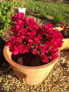 bougainvillea