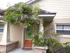 valdyke wisteria