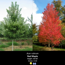 acer_rubrum_red_maple