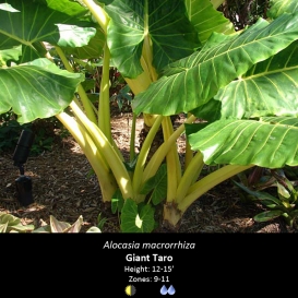 alocasia_macrorrhiza_giant_taro
