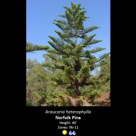 araucaria_heterophylla_norfolk_pine