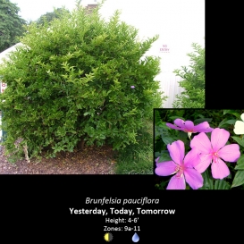 brunfelsia_pauciflora_yesterday_today_and_tomorrow