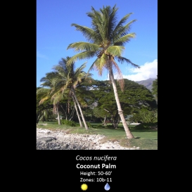 cocos_nucifera_coconut