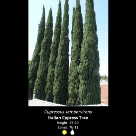 cupressus_sempervirens_italian_cypress