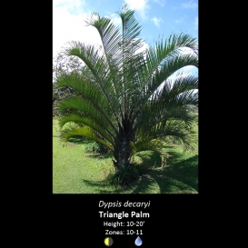 dypsis_decaryi_triangle