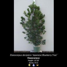 elaeocarpus_decipiens_japanese_blueberry_tree