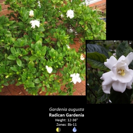 gardenia_augusta_radican_gardenia