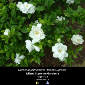 gardenia_jasminoides_miami_supreme