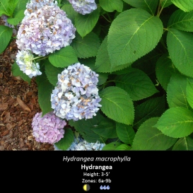 hydrangea_macrophylla