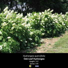 hydrangea_quercifolia_oakleaf