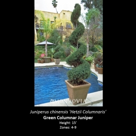 juniperus_chinensis_hetzii_columnaris