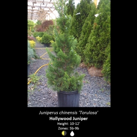 juniperus_chinensis_hollywood_juniper