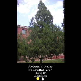 juniperus_virginiana_eastern_red_cedar
