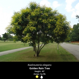 koelreuteria_elegans_golden_rain_tree