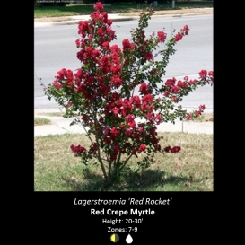 lagerstroemia_crape_myrtle_red_rocket