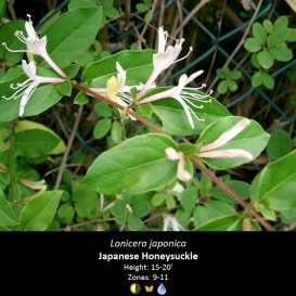 lonicera_japonica_japanese_honeysuckle