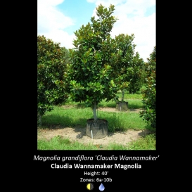 magnolia_grandiflora_claudia_wannamaker