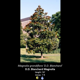magnolia_grandiflora_d-d-_blanchard