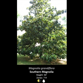magnolia_grandiflora_southern