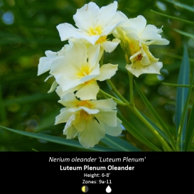 nerium_oleander_luteum_plenum