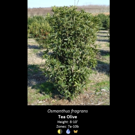 osmanthus_fragrans_tea_olive