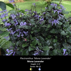 plectranthus_mona_lavender