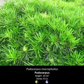 podocarpus_macrophyllus