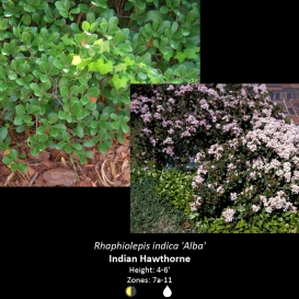rhaphiolepis_indica_indian_hawthorn