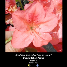 rhododendron_indica_duc_de_rohan