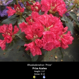 rhododendron_prize