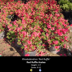 rhododendron_red_ruffle