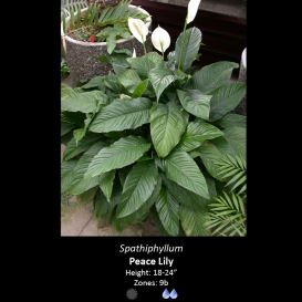 spathiphyllum_peace_lilly