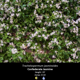 trachelospermum_jasminoides_confederate_jasmine