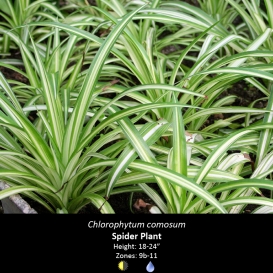 chlorophytum_comosum_spider_plant