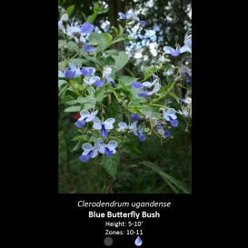 clerodendrum_ugandense_butterfly_bush