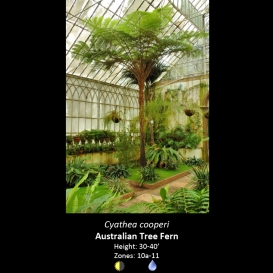 cyathea_cooperi_australian_tree_fern