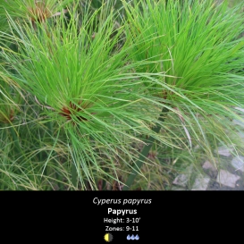 cyperus_papyrus