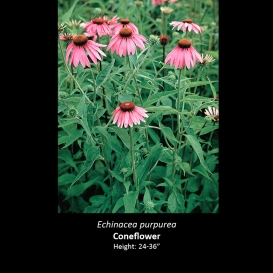 echinacea_purpurea_cone_flower