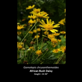 gamolepis_chrysanthemoides_african_bush_daisy