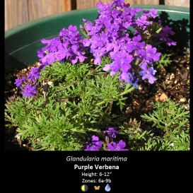 glandularia_maritima_verbena_purple