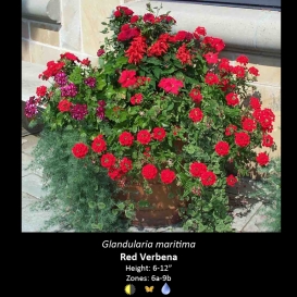 glandularia_maritima_verbena_red