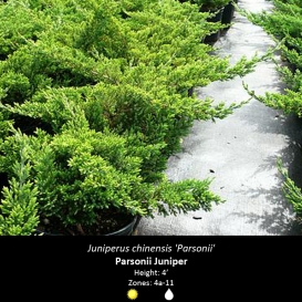 juniperus_chinensis_parsonii