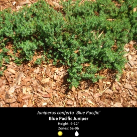 juniperus_conferta_blue_pacific