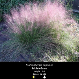 muhlenbergia_capillaris