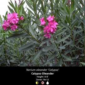nerium_oleander_calypso