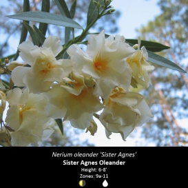 nerium_oleander_sister_agnes