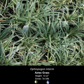 ophiopogon_interm_aztec_grass