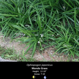 ophiopogon_japonicus_mondo_grass