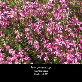 pelargonium_spp-_geraniums
